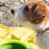 Arcaplanet: Come creare una routine completa per il benessere del tuo animale