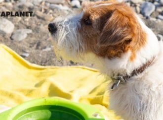 Arcaplanet: Come creare una routine completa per il benessere del tuo animale