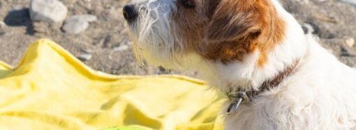Arcaplanet: Come creare una routine completa per il benessere del tuo animale