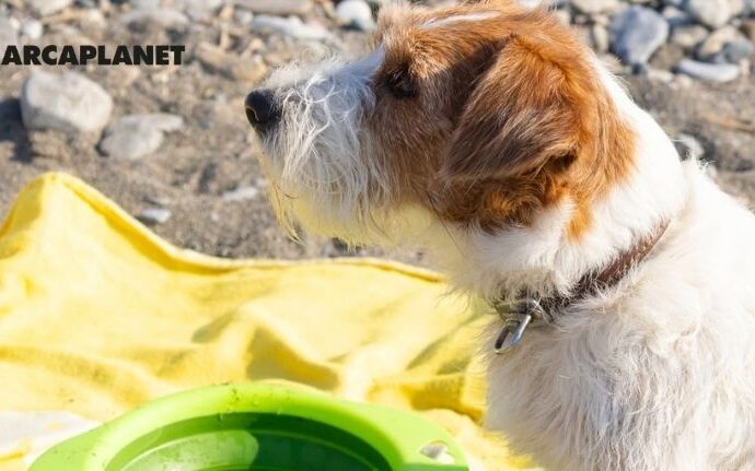Arcaplanet: Come creare una routine completa per il benessere del tuo animale